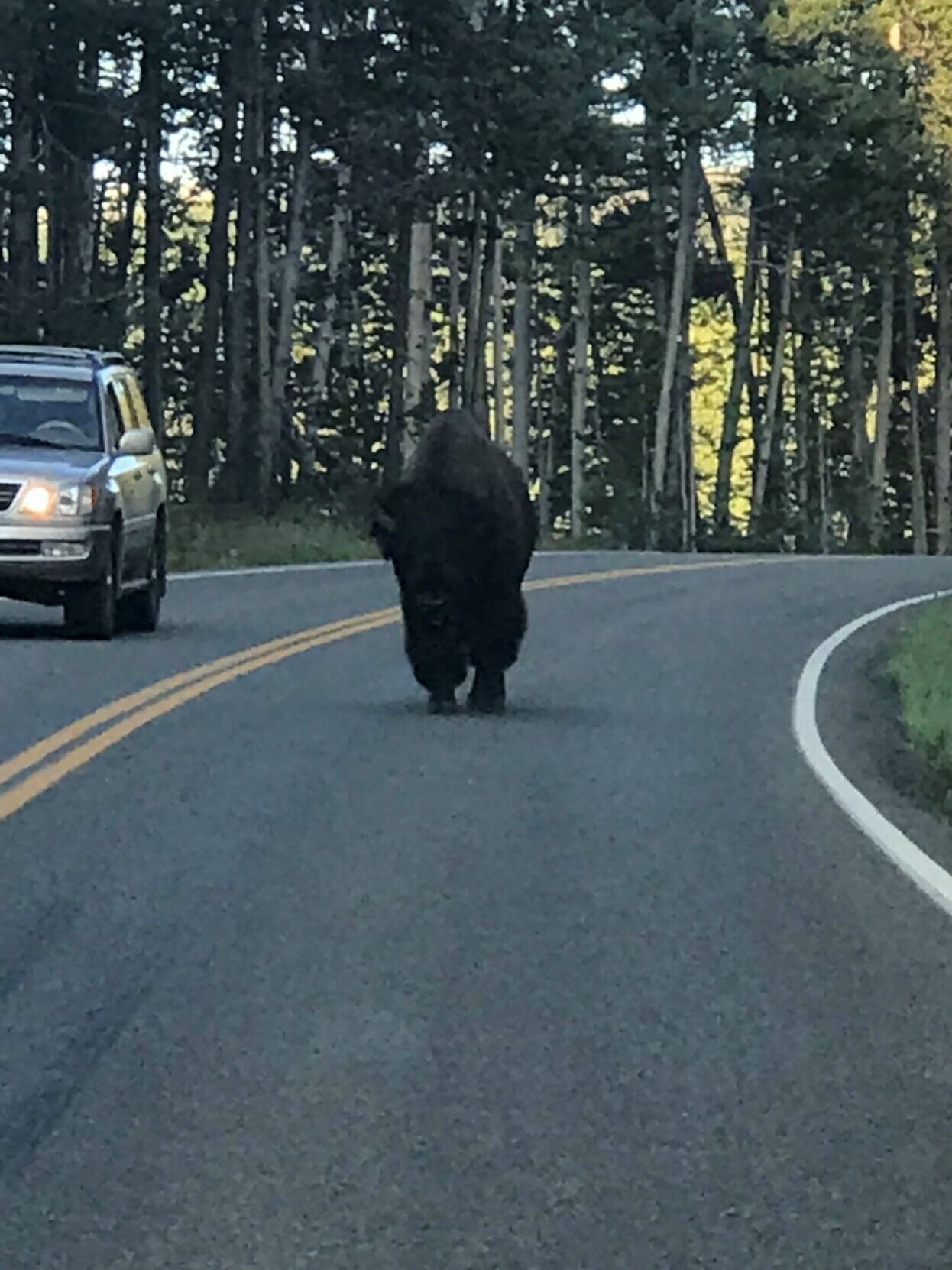 Yellowstone wildlife